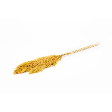 Dried bunch of reeds DONJETA, curry, 28"-31"/70-80cm, Ø6"/15cm