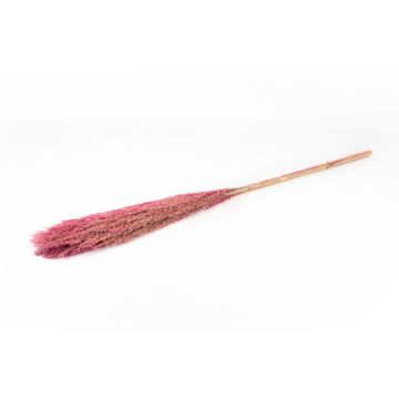 Dried bunch of reeds DONJETA, dark pink, 4ft/115-120cm, Ø6"/15cm