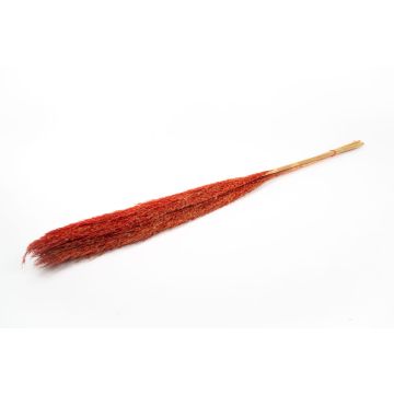 Dried bunch of reeds DONJETA, red, 4ft/115-120cm, Ø6"/15cm