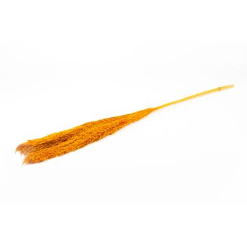 Dried bunch of reeds DONJETA, orange, 4ft/115-120cm, Ø6"/15cm