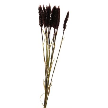 Plastic bunch of wheat YANGMEI, burgundy, 55cm