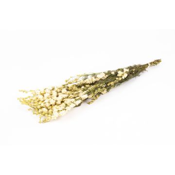 Dried flower bouquet Delphinium AITHANA, cream, 28"/70cm, Ø7"/18cm