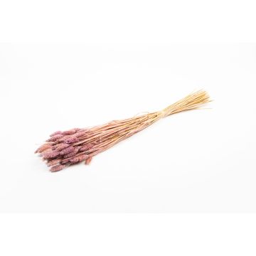 Dried grass Phalaris BRAGILA, bunch, purple, 20"-30"/50-75cm, Ø4.7"/12cm
