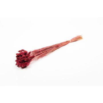 Dried grass Phalaris BRAGILA, bunch, burgundy red, 20"-30"/50-75cm, Ø4.7"/12cm