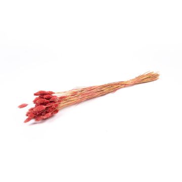 Dried grass Phalaris BRAGILA, bunch, dusky pink, 20"-30"/50-75cm, Ø4.7"/12cm