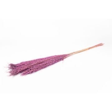 Dried bunch of reeds DONJETA, purple, 4ft/115-120cm, Ø6"/15cm