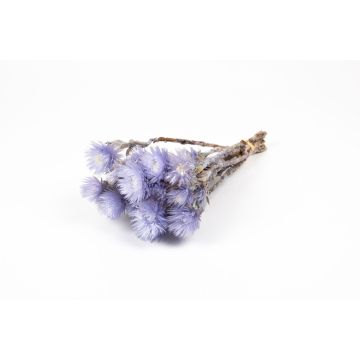 Dried bunch of Italian strawflowers BIBIANA, purple, 12"-16"/30-40cm, Ø6"/15cm