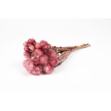 Dried bunch of Italian strawflowers BIBIANA, pink, 12"-16"/30-40cm, Ø6"/15cm