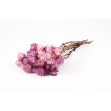 Dried bunch of Italian strawflowers BIBIANA, light purple, 12"-16"/30-40cm, Ø6"/15cm Dried bunch of Italian strawflowers BIBIANA, light purple, 12"-16"/30-40cm, Ø6"/15cm