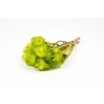 Dried bunch of Italian strawflowers BIBIANA, apple green, 12"-16"/30-40cm, Ø6"/15cm