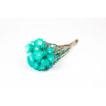 Dried bunch of Italian strawflowers BIBIANA, turquoise, 12"-16"/30-40cm, Ø6"/15cm