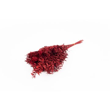 Dry branches Ruscus AGNIATA, red, 28"-30"/70-75cm, Ø7"/17cm