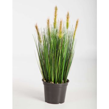 Decorative Foxtail grass FELIX with panicles, green-yellow, 24"/60cm