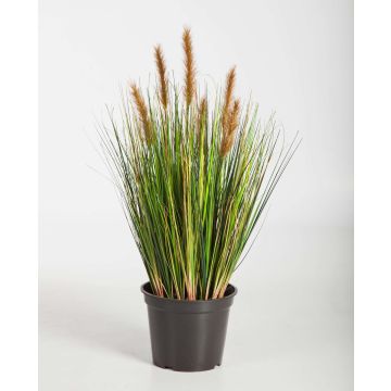 Decorative Foxtail grass FELIX with panicles, green-brown, 24"/60cm