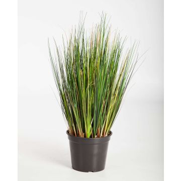 Decorative Foxtail grass FELIX, green, 24"/60cm