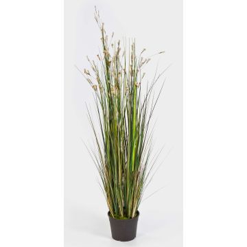 Decorative Bellflower JULIA, white, 4ft/120cm