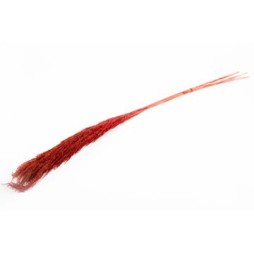 Dried bunch of reed panicles DONJETA, burgundy red, 4ft-4ft/115-120cm, Ø3.9"/10cm Dried bunch of reed panicles DONJETA, burgundy red, 4ft-4ft/115-120cm, Ø3.9"/10cm