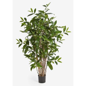 Decorative Dracaena Surculosa SIMBA, natural stems, green, 3ft/90cm