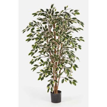 Decorative Ficus Benjamini AVELLINO, real trunks, green-white, 4ft/120cm Decorative Ficus Benjamini AVELLINO, real trunks, green-white, 4ft/120cm