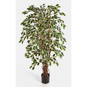 Decorative Ficus Benjamini JARLAN, real stems, green-white, 4ft/120cm Decorative Ficus Benjamini JARLAN, real stems, green-white, 4ft/120cm