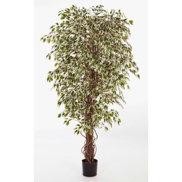 Fake plant Ficus Benjamini DAKU, natural trunks, green-white, 4ft/120cm
