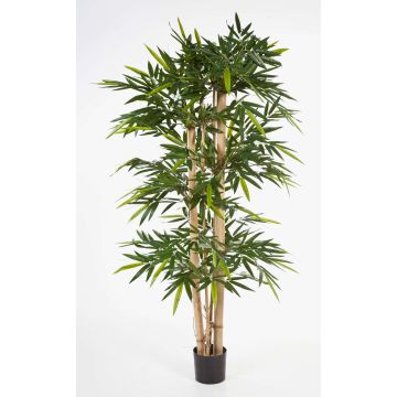 Artificial Bamboo KISHO, Real Bamboo Poles, 210cm