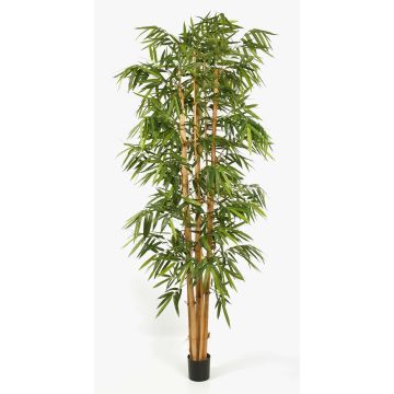 KIYOSHI decorative bamboo tree, real bamboo canes, 300 cm KIYOSHI decorative bamboo tree, real bamboo canes, 300 cm