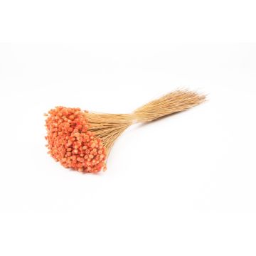 Dried Mediterranean strawflower AKALITI, bouquet, peach, 16"-22"/40-55cm, Ø4.3"/11cm