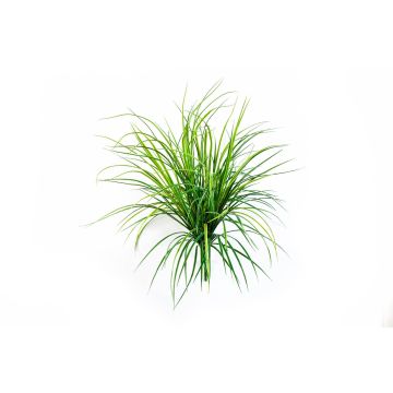 Decorative reed grass ELIAS on spike, green, 30"/75cm Decorative reed grass ELIAS on spike, green, 30"/75cm