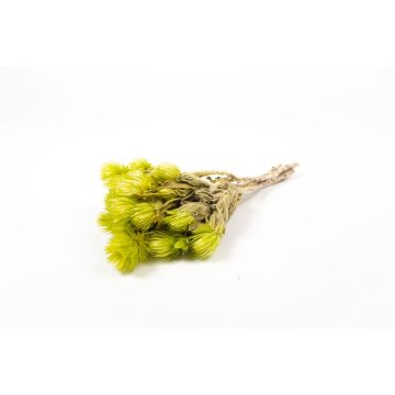 Dried bunch of Italian strawflowers BIBIANA, light green, 12"-16"/30-40cm, Ø6"/15cm Dried bunch of Italian strawflowers BIBIANA, light green, 12"-16"/30-40cm, Ø6"/15cm