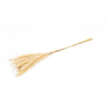 Dried bunch of pampas grass ANAHITA, natural, 24"/60cm, Ø3.1"/8cm