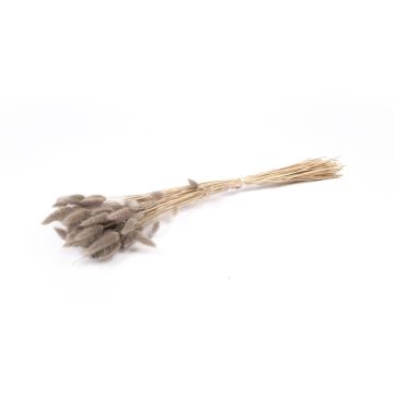 Dried grass BORKA, Lagurus bunch, grey, 22"-30"/55-75cm, Ø4.7"/12cm
