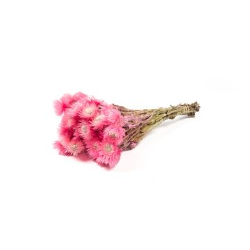 Dried bunch of Italian strawflowers BIBIANA, light pink, 14"-18"/35-45cm, Ø6"/15cm
