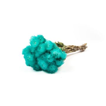 Dried bunch of Italian strawflowers BIBIANA, turquoise, 14"-18"/35-45cm, Ø6"/15cm Dried bunch of Italian strawflowers BIBIANA, turquoise, 14"-18"/35-45cm, Ø6"/15cm
