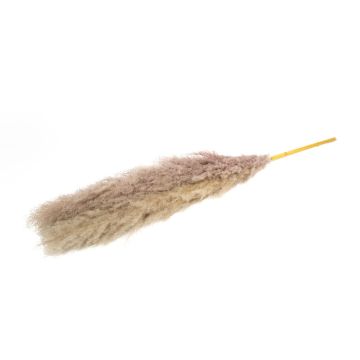 Dried pampas grass ANIAMI, grey-beige, 4ft-5ft/130-140cm, Ø8"/20cm