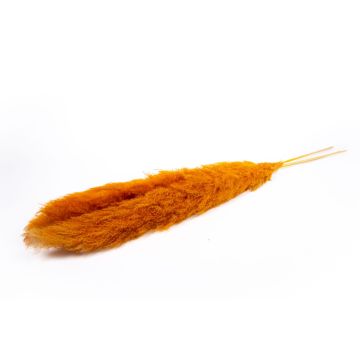 Dried pampas grass ANIAMI, orange, 4ft-5ft/130-140cm, Ø8"/20cm