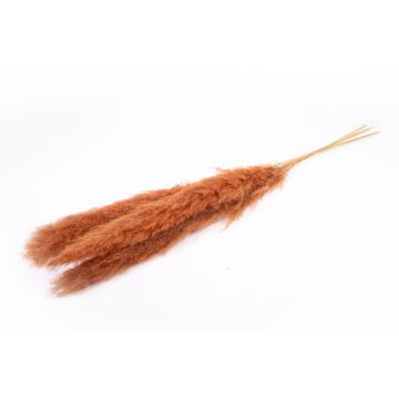Dried pampas grass ANIAMI, terracotta, 4ft-5ft/130-140cm, Ø8"/20cm