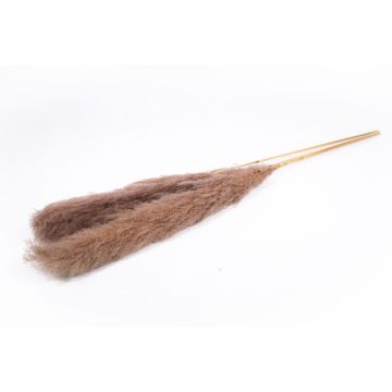 Dried pampas grass ANIAMI, grey-brown, 4ft-5ft/130-140cm, Ø8"/20cm