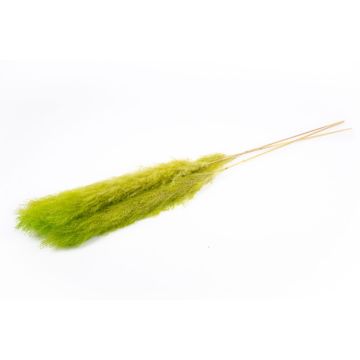 Dried pampas grass ANIAMI, apple green, 4ft-5ft/130-140cm, Ø8"/20cm
