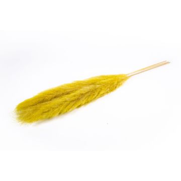 Dried pampas grass ANIAMI, yellow, 4ft-5ft/130-140cm, Ø8"/20cm