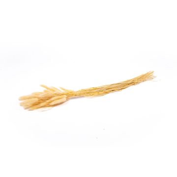 Dried grass BORKA, Lagurus bunch, cream, 22"-30"/55-75cm, Ø4.7"/12cm