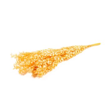 Dry branches Ruscus AGNIATA, peach, 28"-30"/70-75cm, Ø7"/17cm Dry branches Ruscus AGNIATA, peach, 28"-30"/70-75cm, Ø7"/17cm