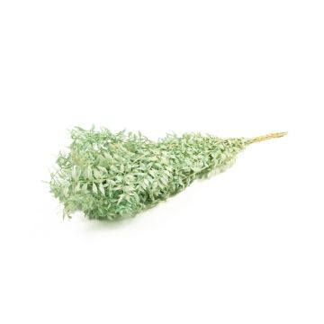 Dry branches Ruscus AGNIATA, mint green, 28"-30"/70-75cm, Ø7"/17cm