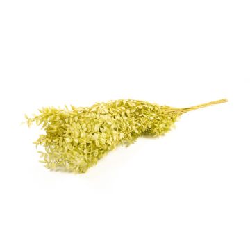 Dry branches Ruscus AGNIATA, light olive green, 28"-30"/70-75cm, Ø7"/17cm