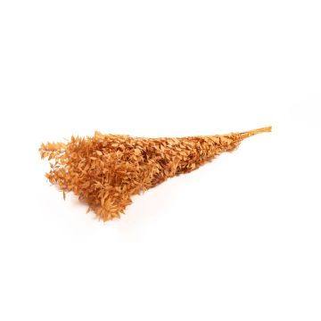 Dry branches Ruscus AGNIATA, terracotta, 28"-30"/70-75cm, Ø7"/17cm