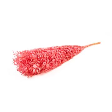 Dry branches Ruscus AGNIATA, fuchsia, 28"-30"/70-75cm, Ø7"/17cm
