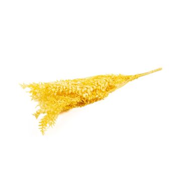 Dry branches Ruscus AGNIATA, yellow, 28"-30"/70-75cm, Ø7"/17cm