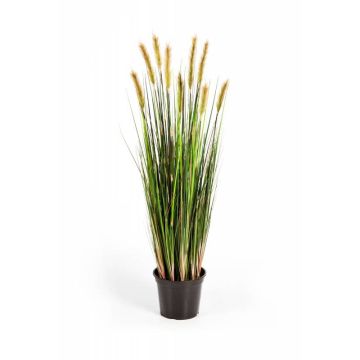 Decorative foxtail grass FREDERIK with panicles, green-yellow, 3ft/90cm Decorative foxtail grass FREDERIK with panicles, green-yellow, 3ft/90cm