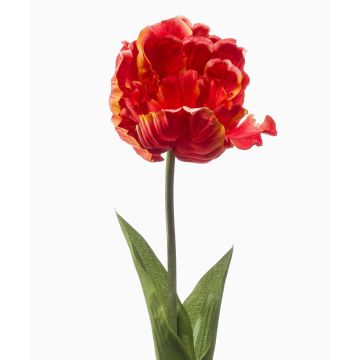 False parrot tulip LIOMARA, orange, 26"/65cm