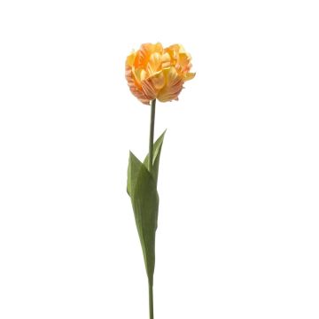 False parrot tulip LIOMARA, yellow-peach, 26"/65cm